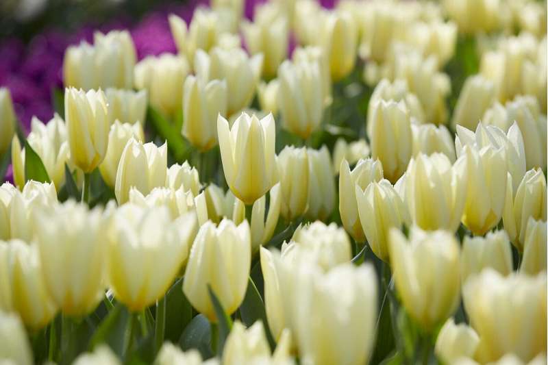 Tulipan 'Purissima'